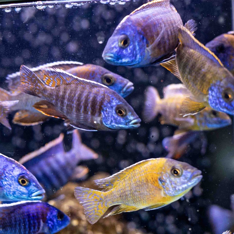 Assorted Peacocks 7-8cm – (No Online Purchases)