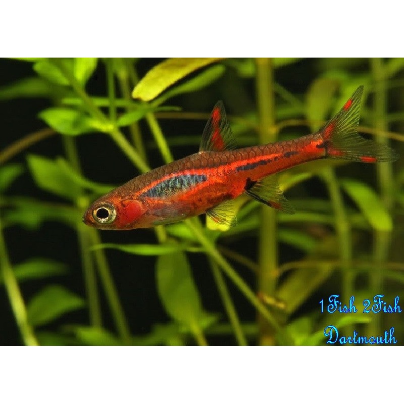 Chilli Rasbora “Boraras brigittae”