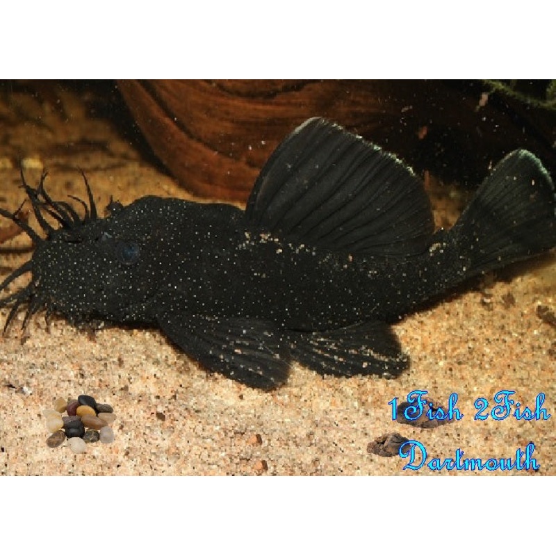 L183 – Starlight Bristlenose Pleco “Ancistrus dolichopterus”