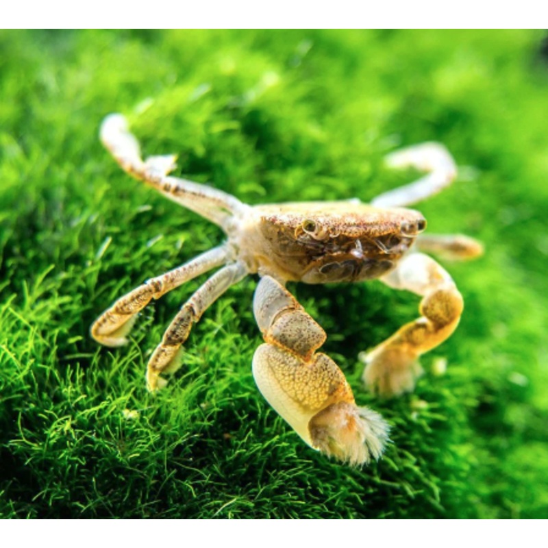 Pom Pom Crab (1 Pc)