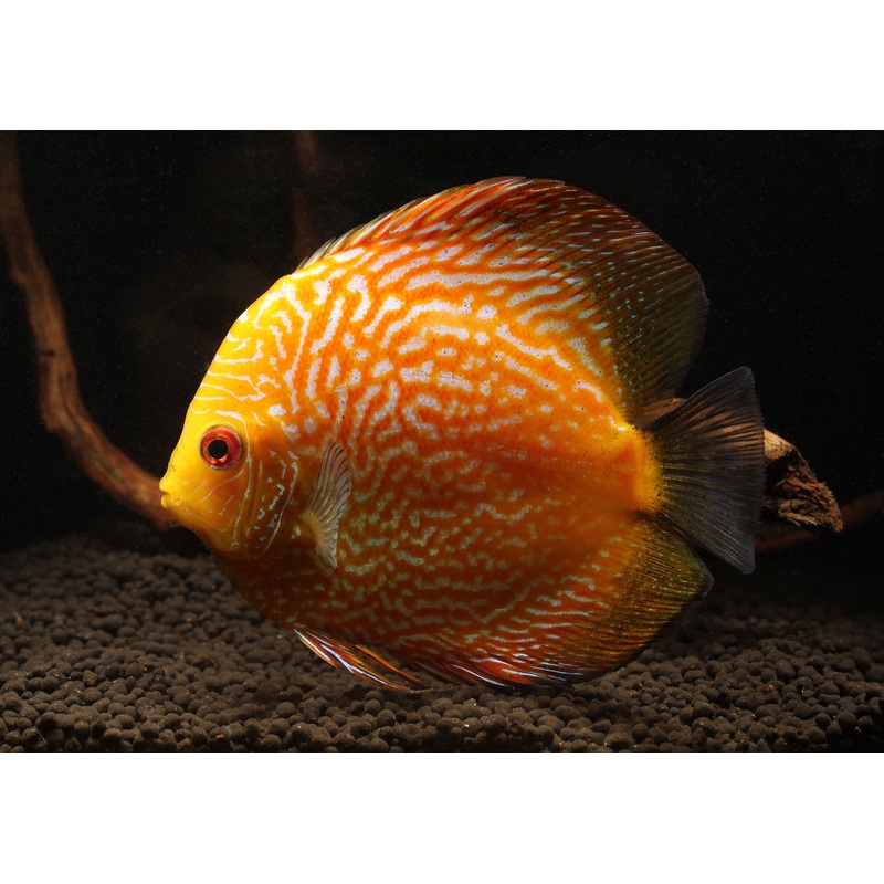 Yellow Pigeon Snakeskin Discus