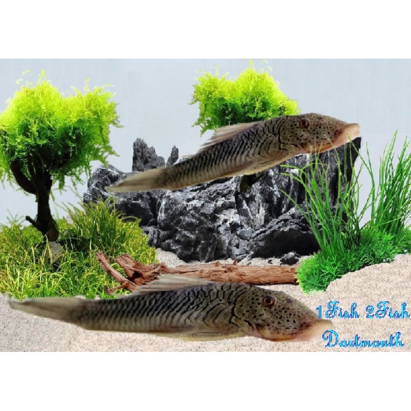 L187b – Rubbernose Pleco “Chaetostoma formosae”