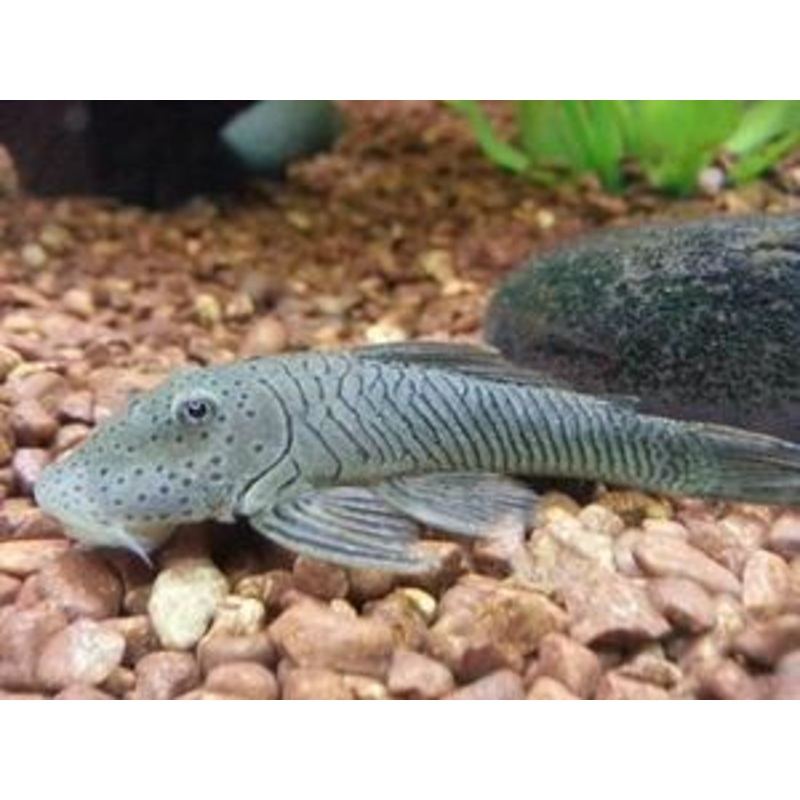 Rubberlip Pleco L146