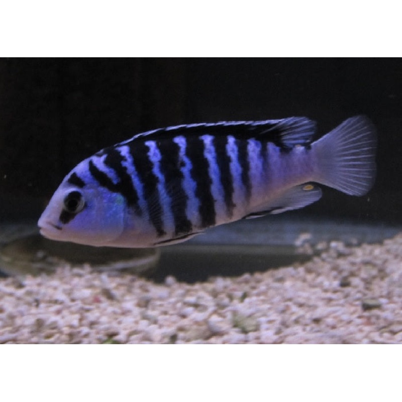 Clown Lab Cichlid “Labidochromis chisumulae”