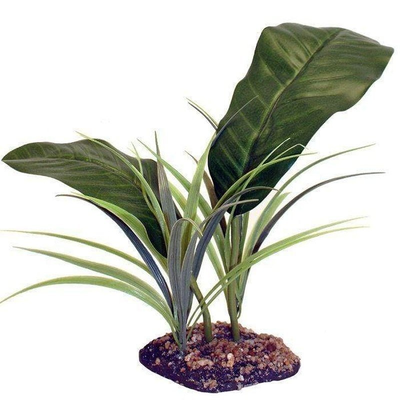 Komodo Evergreen Canopy Plant 35cm