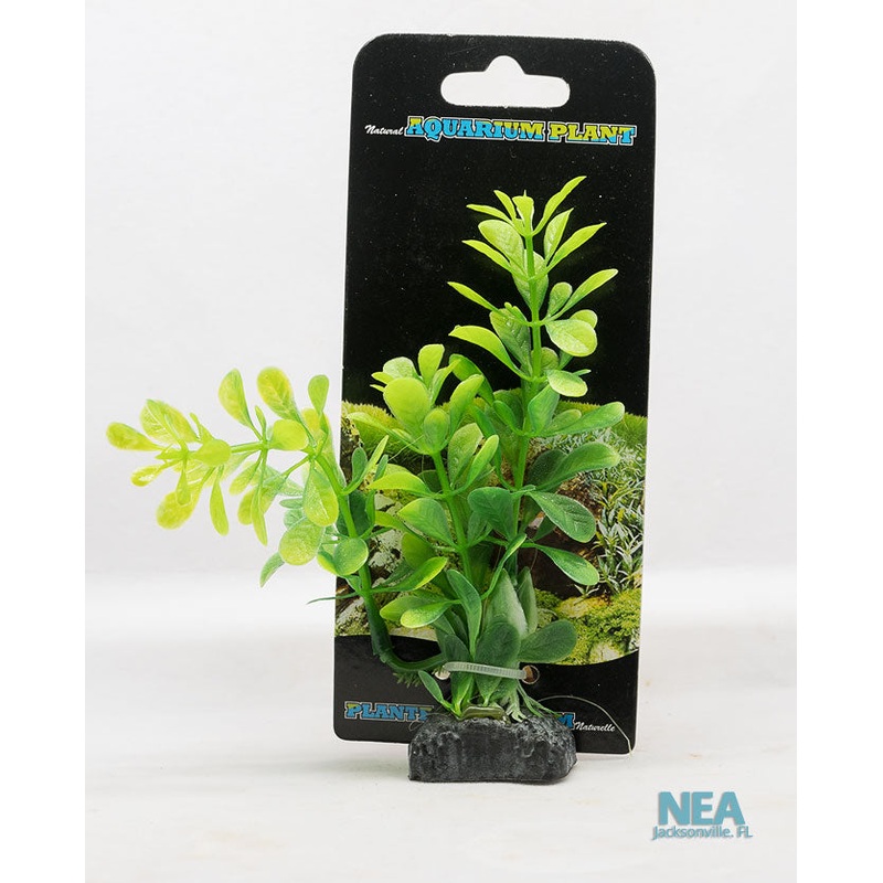 Ludwigia Decorative Aquarium Plant