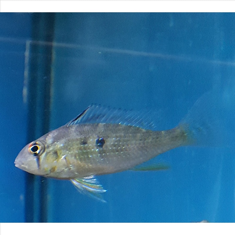 Heckelii – (No Online Purchases)