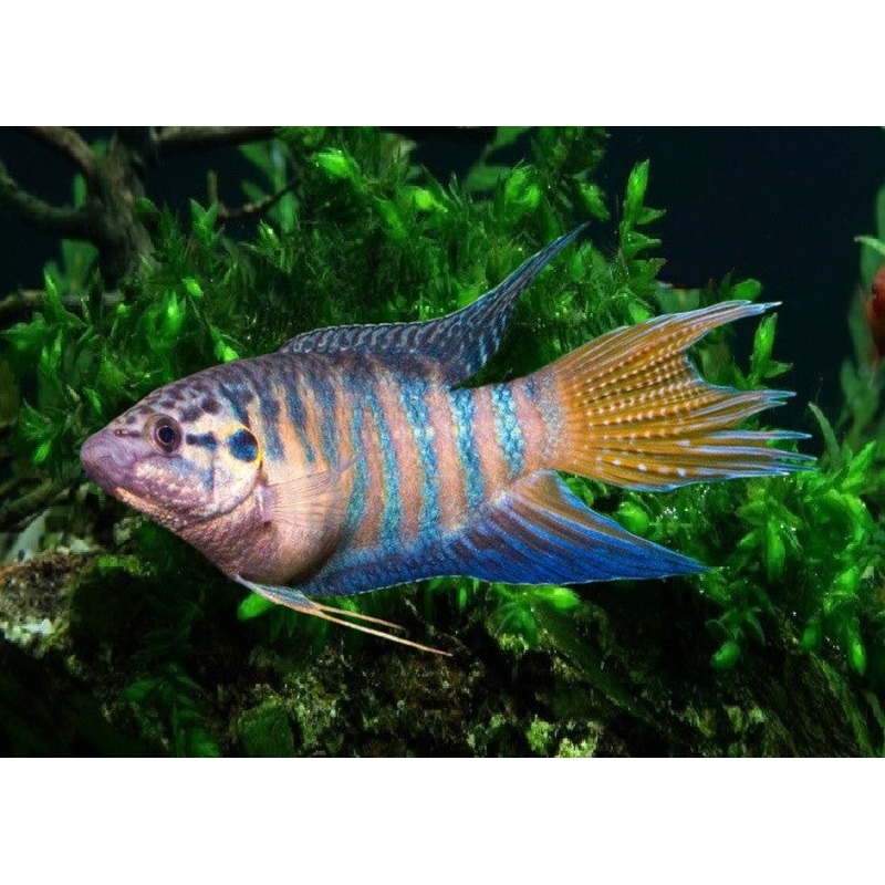 Paradise Gourami “Macropodus opercularis”