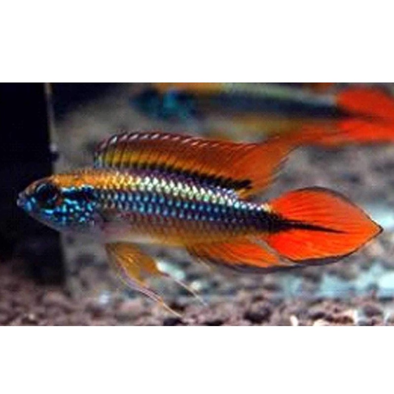 Double Red Agassizi Apistogramma – (No Online Purchases)