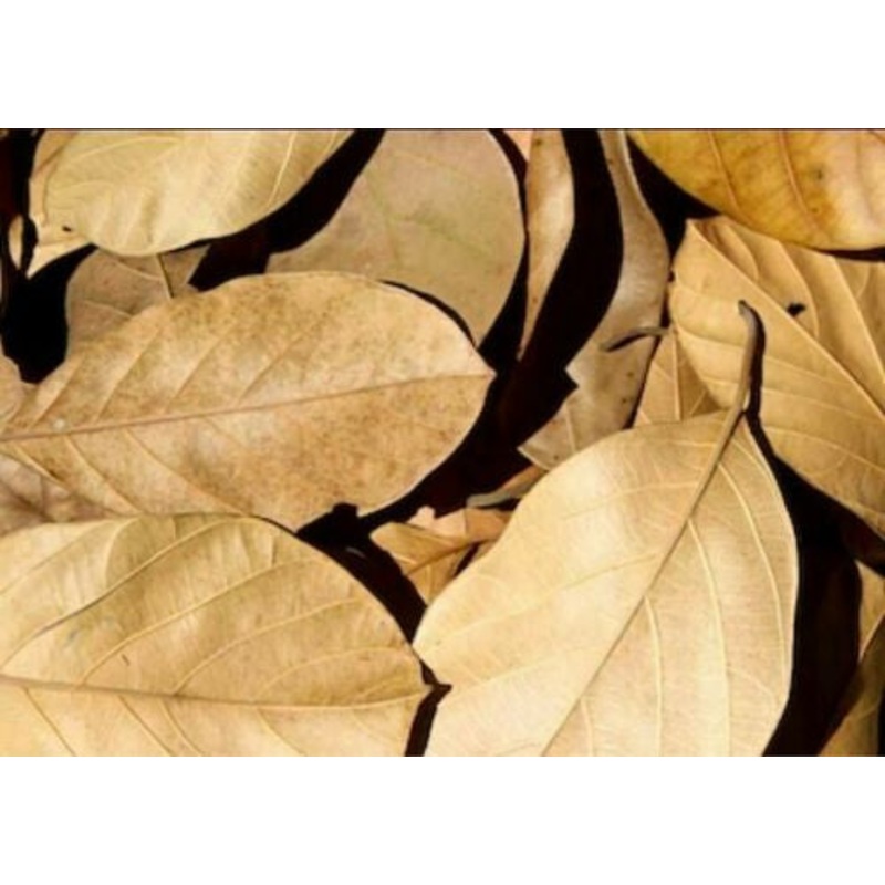 Dried Jackfruit Leaves