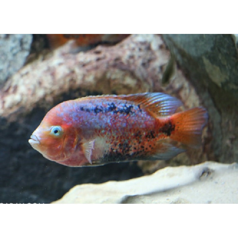 Redhead Cichlid “Vieja synspilum”
