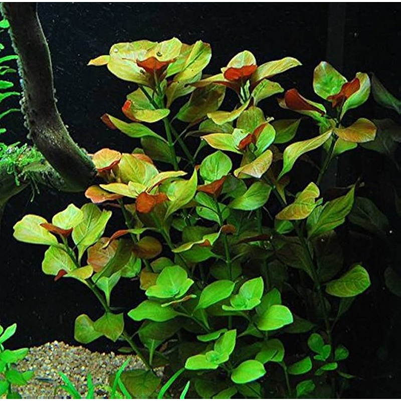 Ludwigia: Repens