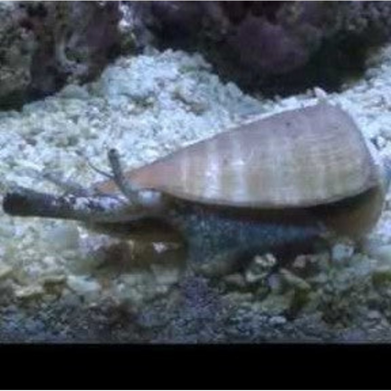 Stromb Snails – (No Online Purchases)