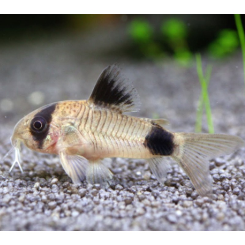 Corydoras (Panda)