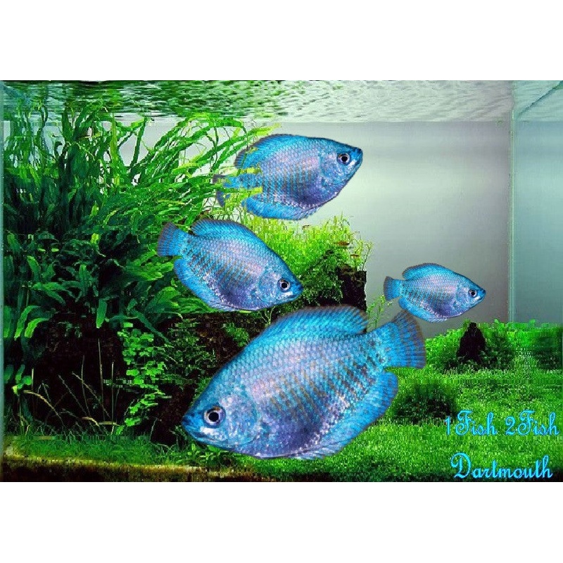 Neon Blue Royal Gourami “Colisa lalia”
