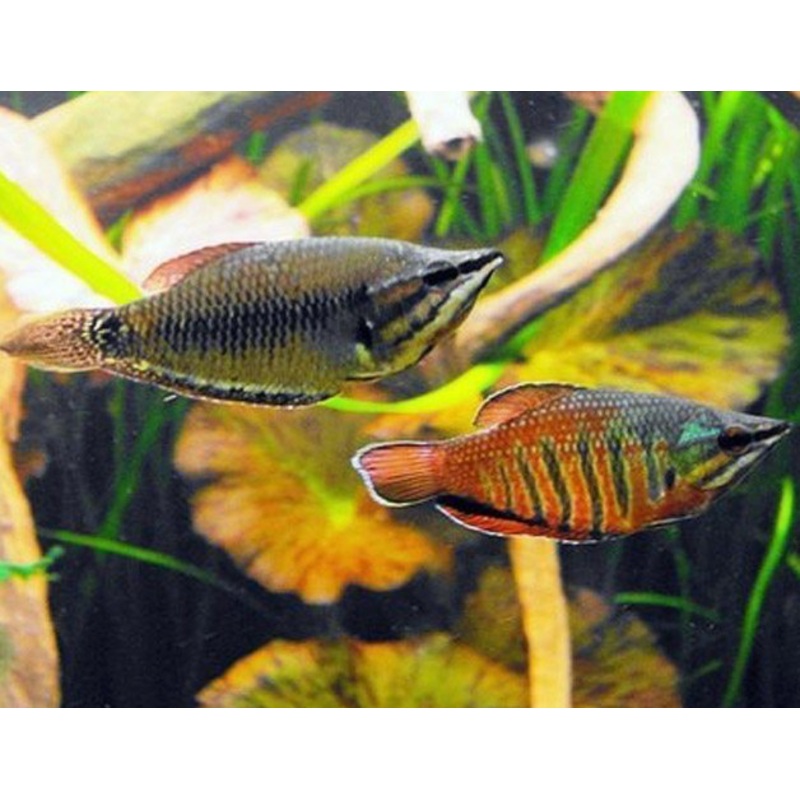 Sphaerichthys vaillanti (Samurai Gourami)