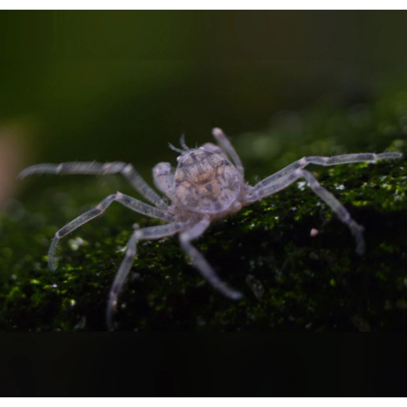 Thai Micro Crab (3 Pc)