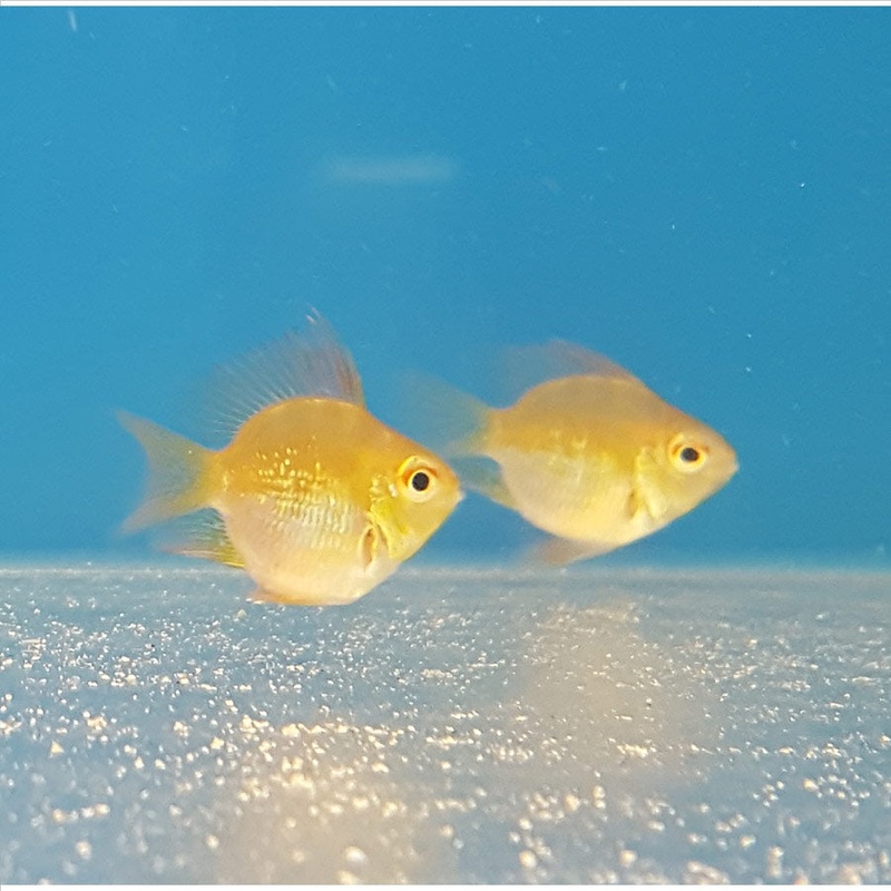 Gold Balloon Ram – (No Online Purchases)