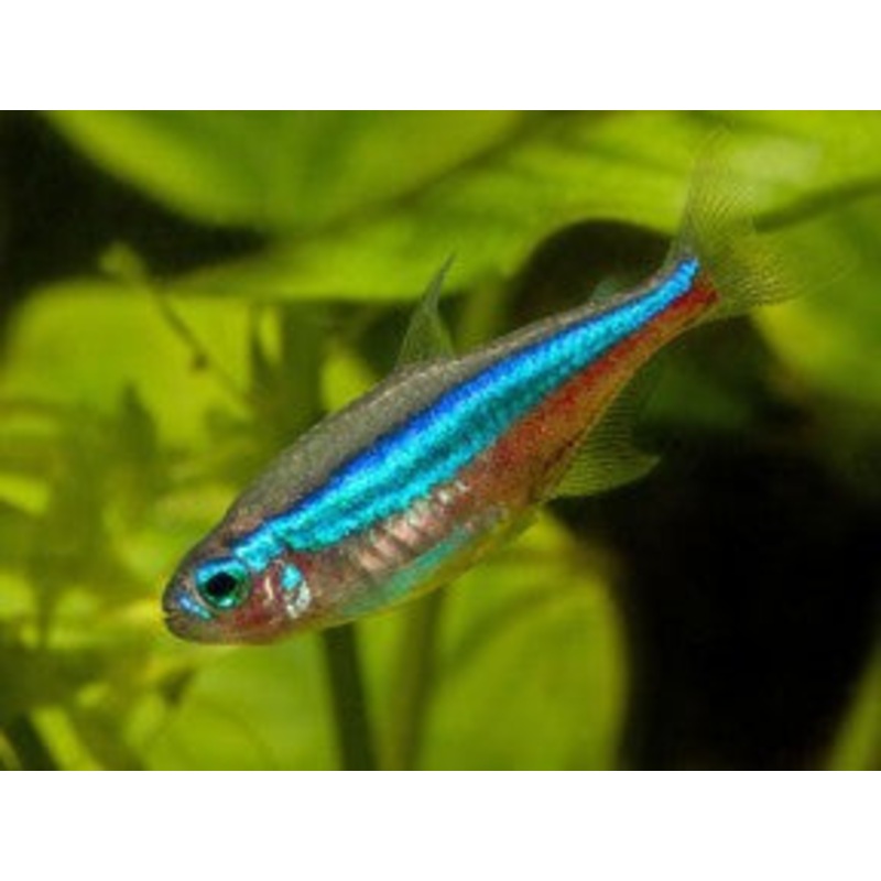 Green Neon Tetra “Paracheirodon simulans”