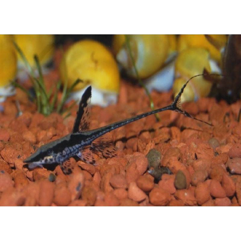 Royal Farlowella Catfish “Sturisoma panamense”