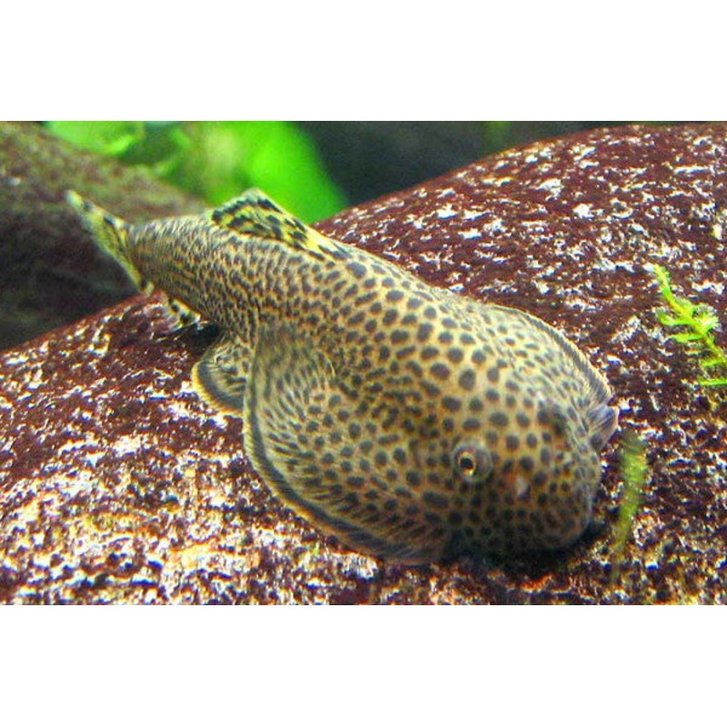 Tiger Hillstream Loach “Sewellia lineolata”