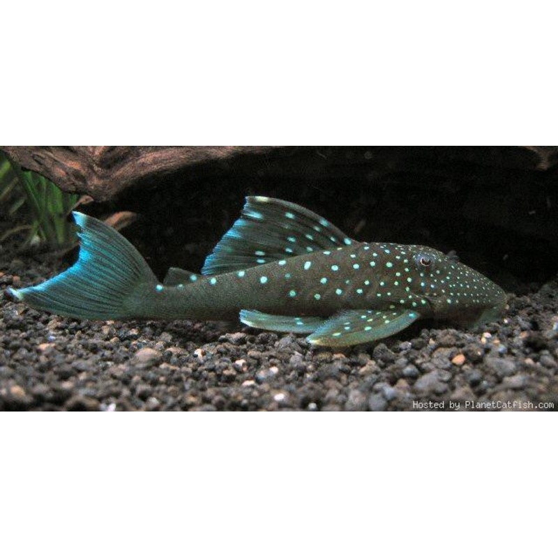 L128 – Blue Phantom Pleco “Hemiancistrus sp.”