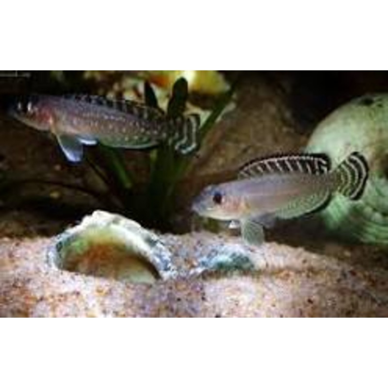 LAMPROLOGUS ORNATIPINNIS (Shell Dweller)