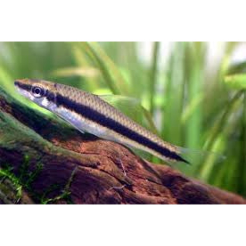 Siamese Algae Eater “Crossocheilus siamensis”