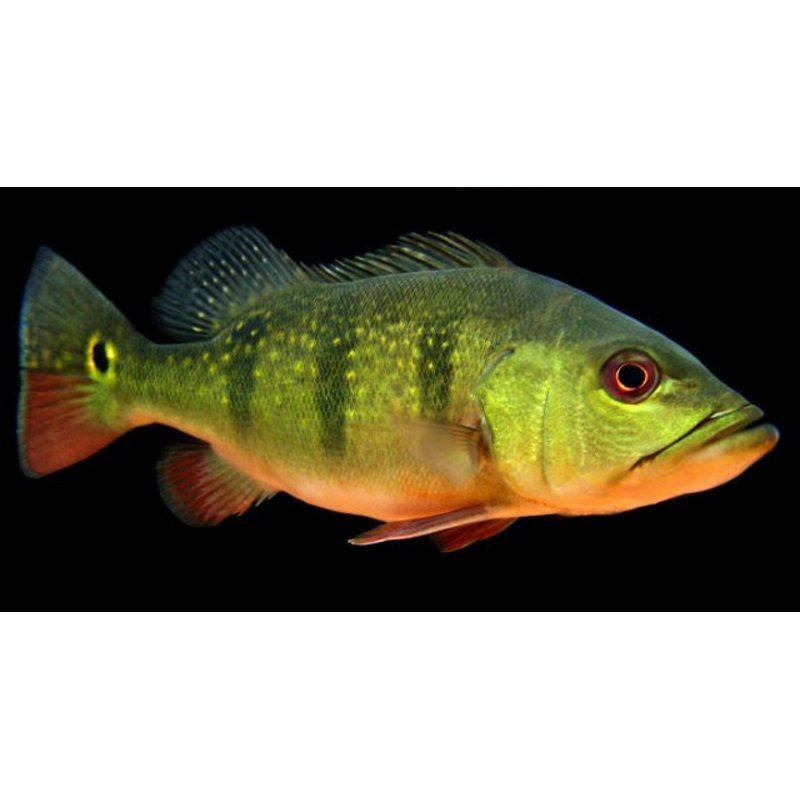 Peacock Bass Ocellaris “Cichla ocellaris”