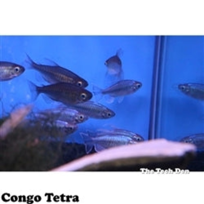 Congo Tetra – (No Online Purchases)