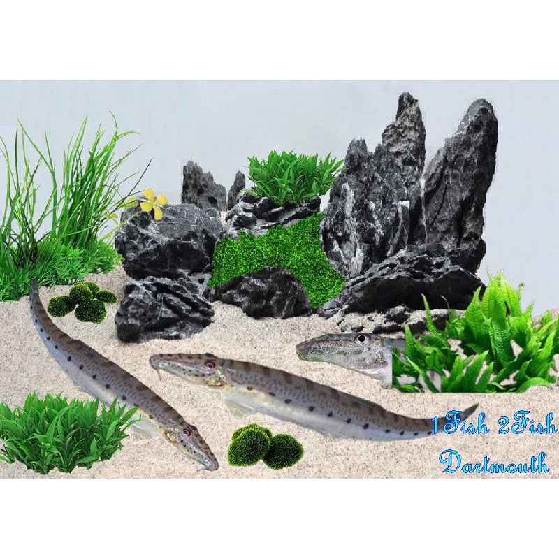 Sumatran Horseface Loach ”Acanthopsis chirorynchus”- M- L