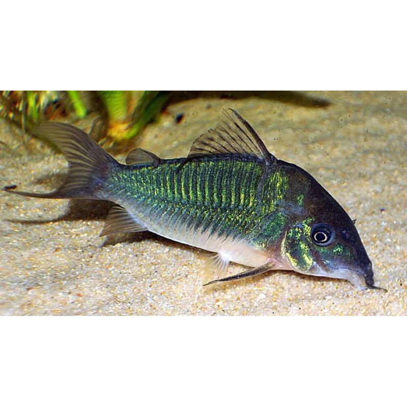 Green Corydoras “Corydoras splendens”