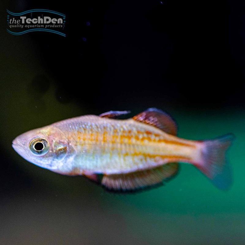 Malanda Rainbowfish – (No Online Purchases)
