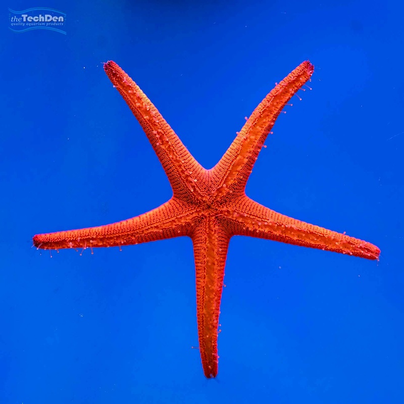 Red Fromia Starfish  – (No Online Purchases)