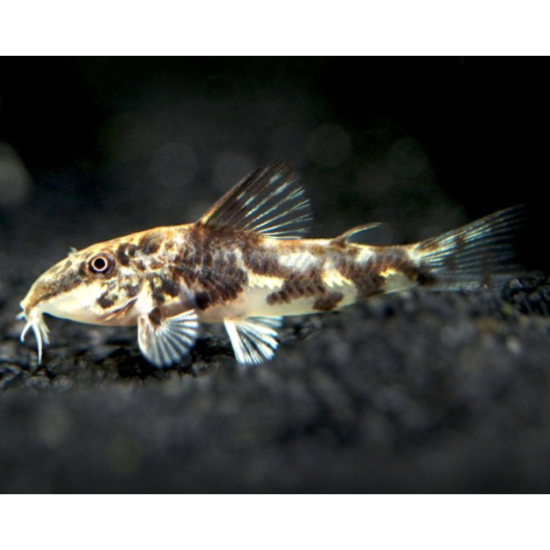 Corydoras (Banded / Scleromystax barbatus)