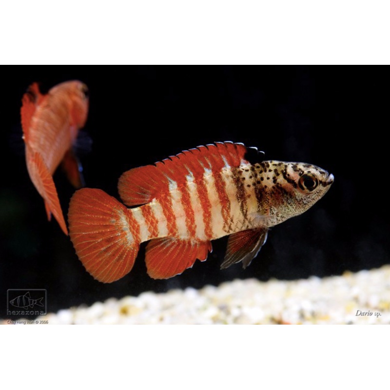 Dario sp. ‘Myanmar’ (Tiger badis)