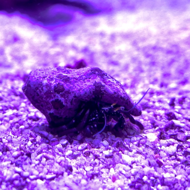 Janitor Hermit Crab  – (No Online Purchases)