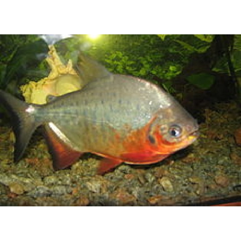 Red Bellied Pacu “Piaractus brachypomus”
