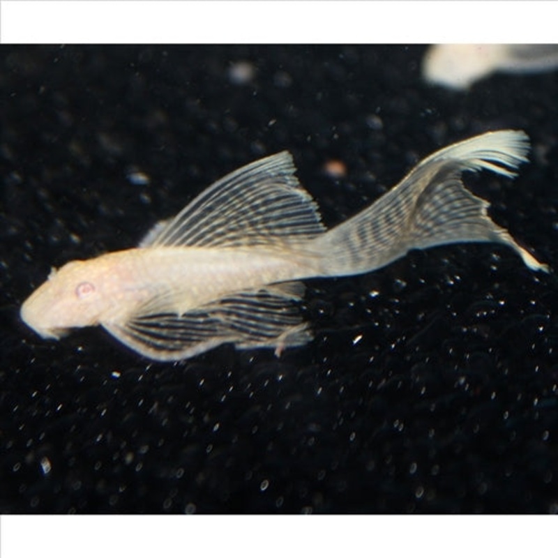 Albino Longfin Bristlenose Medium – Pick Up In Store Only