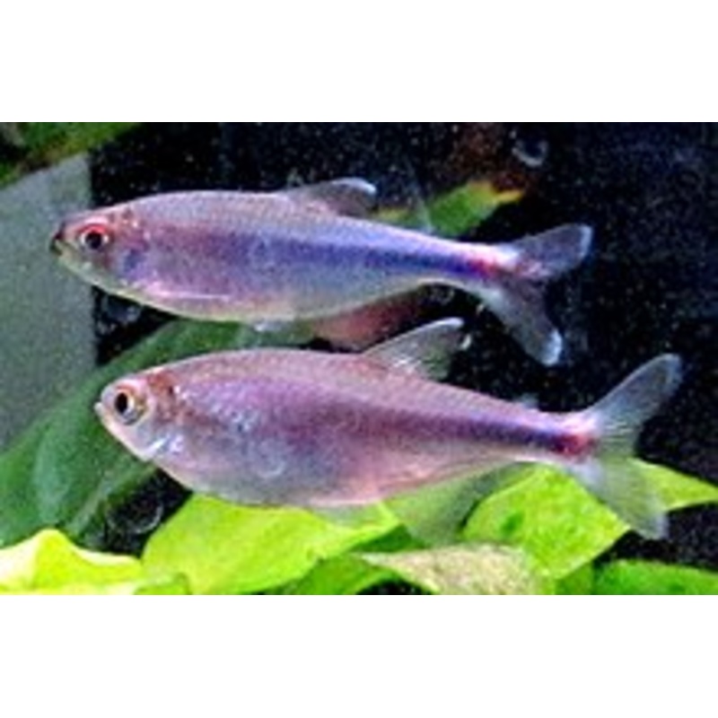 Cochu’s Blue Tetra