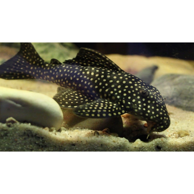L48 Golden Cloud Pleco