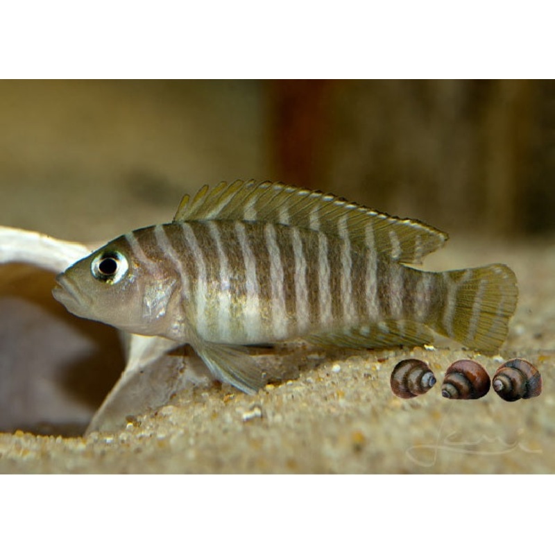 Zebra Shelldweller Cichlid “Neolamprologus similis”