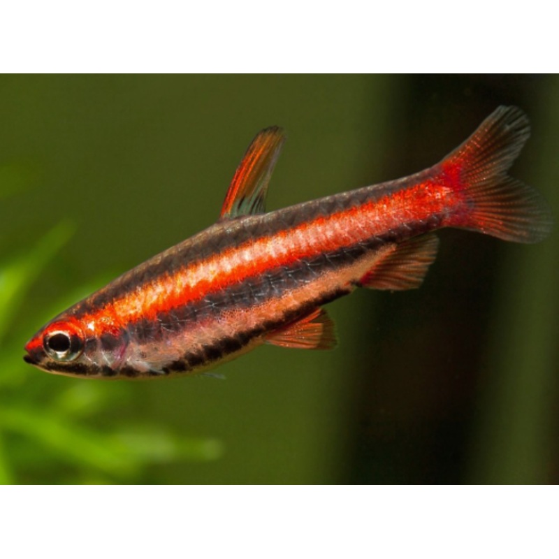 Coral Red Pencil fish