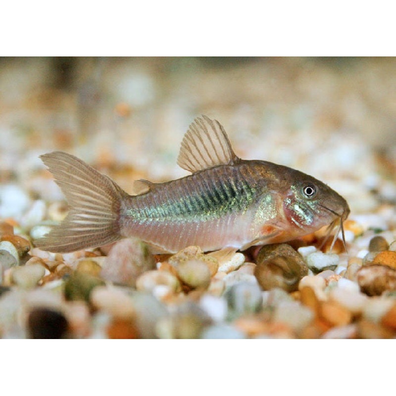Bronze Corydora “Corydoras aeneus”