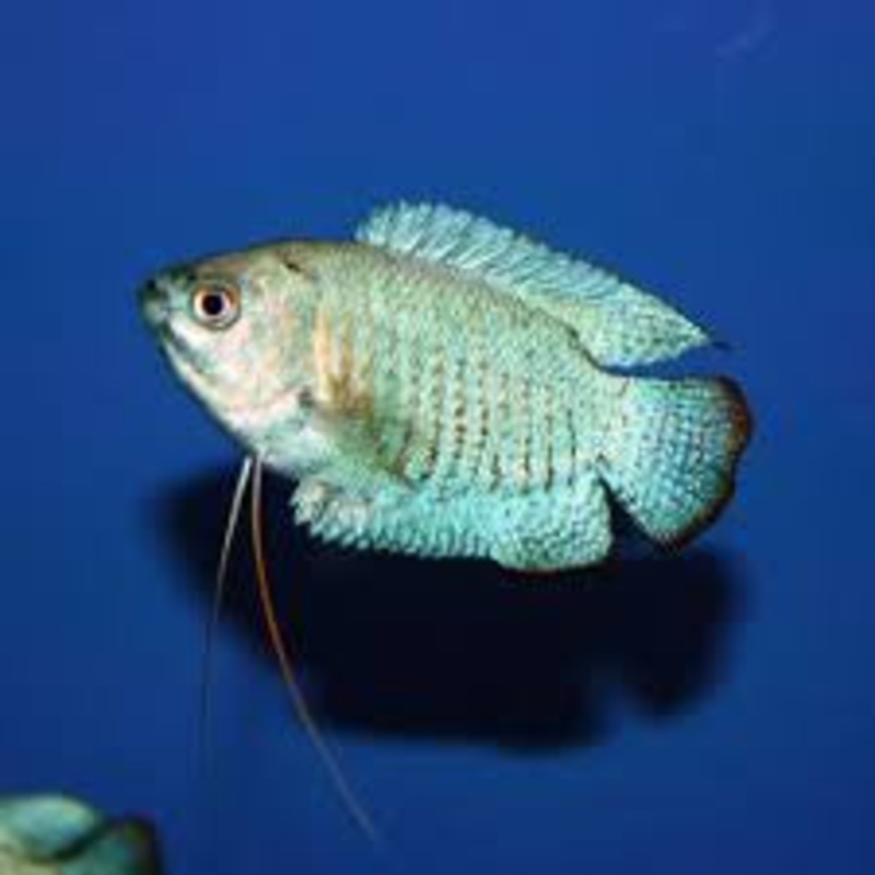 Neon Blue Flame Gourami “Trichogaster lalius”
