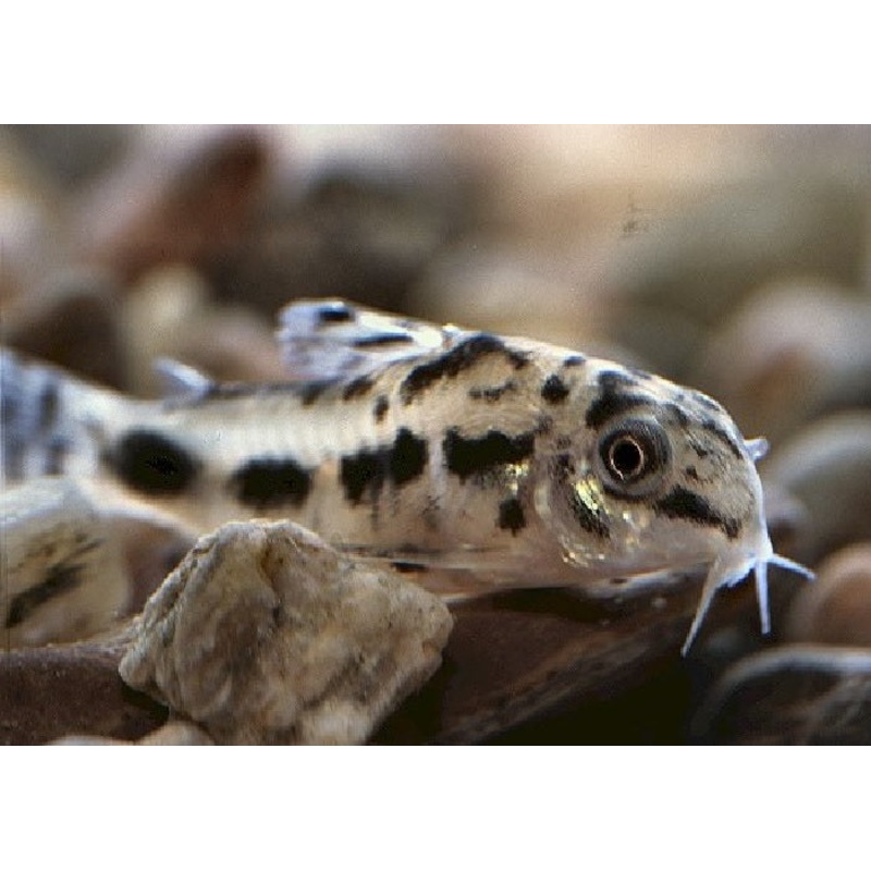 Salt and Pepper Pygmy Catfish “Corydoras Habrosus’-