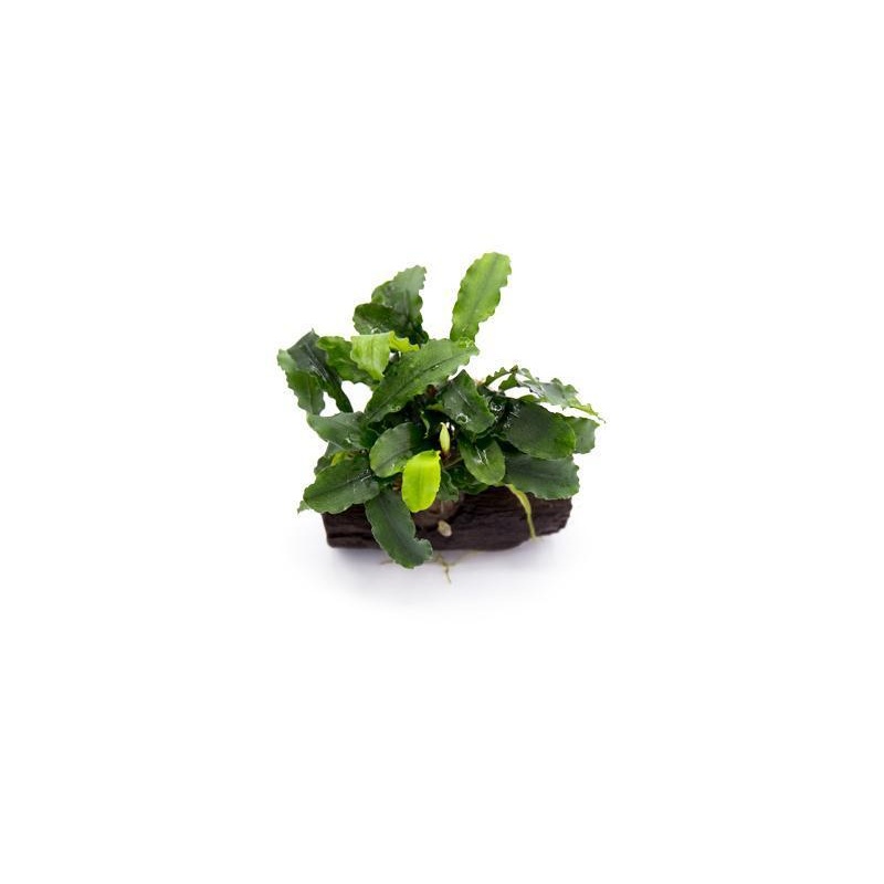 Bucephalandra: Green Wavy on Driftwood