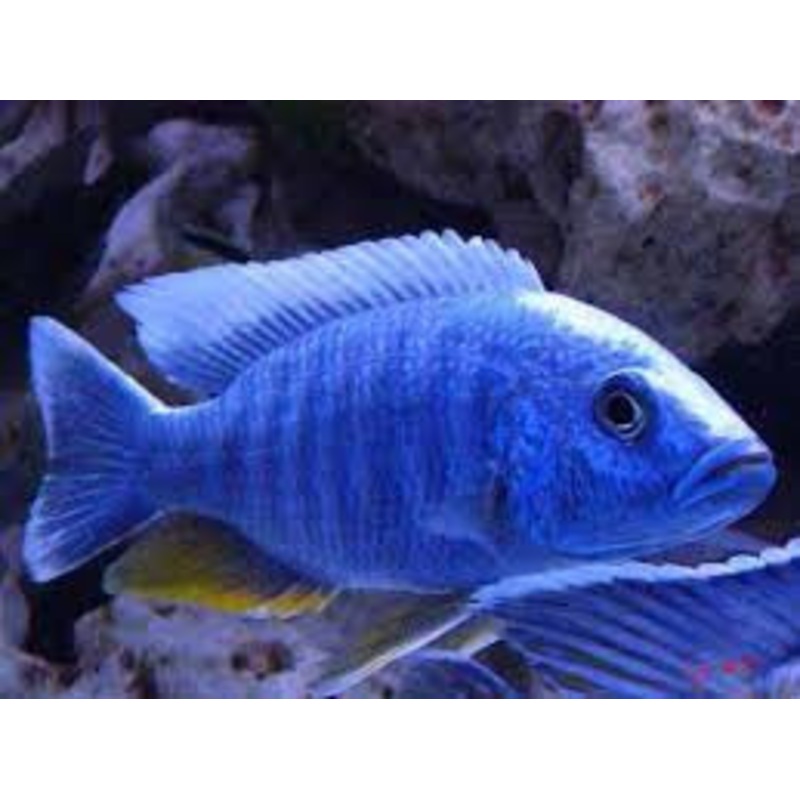 Electric Blue Ahli Cichlid – “Sciaenochromis ahli”