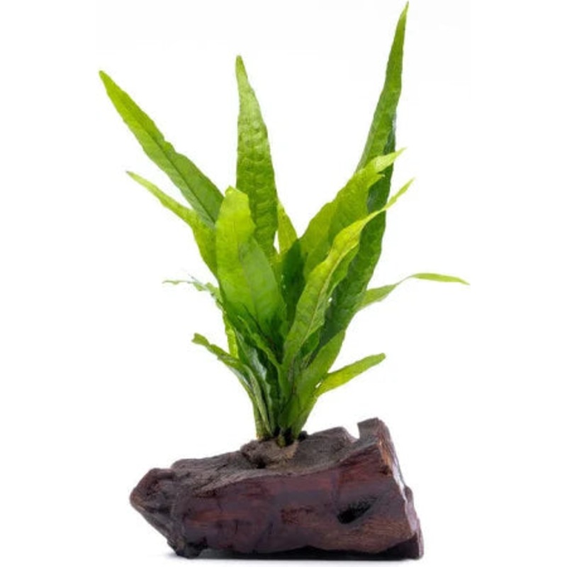 Java Fern on Driftwood