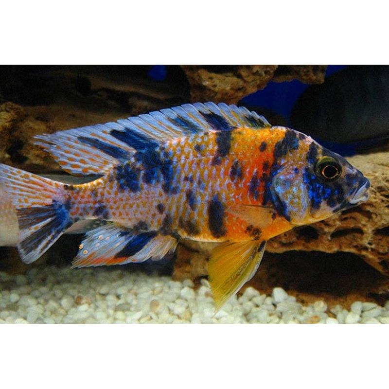 Nyassae Cichlid “Aulonocara nyassae”